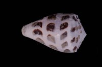 藏品(斑芋螺)的圖片